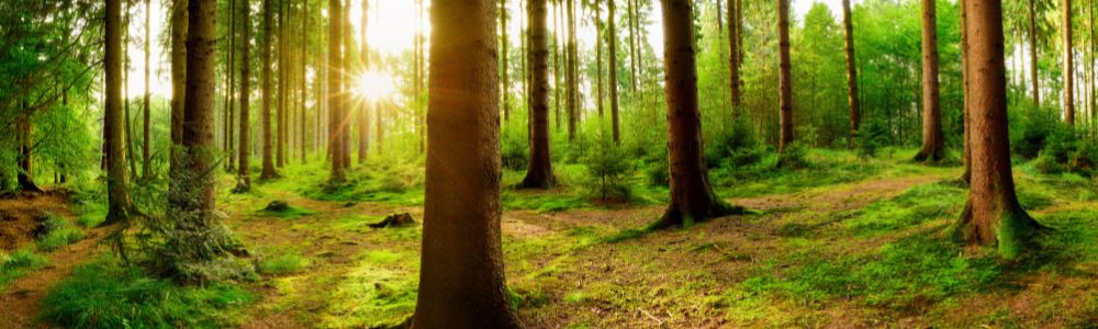 Grüne, helle Waldlichtung