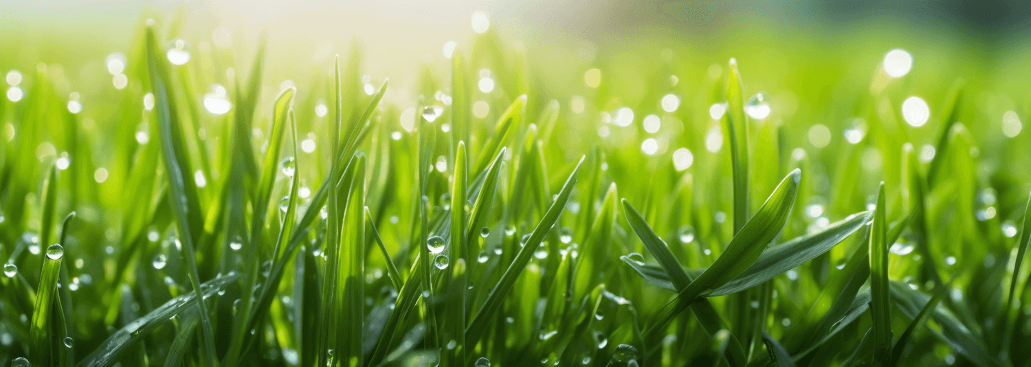 Frisches Gerstengras in der Natur